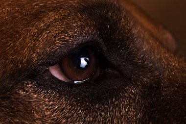Kahverengi Arka Plan bir Rhodesian Ridgeback Köpek Stüdyo çekim