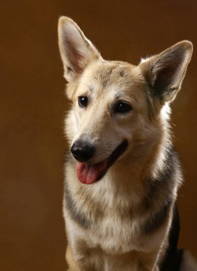 Gri ve beyaz melez köpek kahverengi siyah zemin üzerinde stüdyoda oturan ve kamera bakıyor