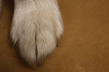 Kopya alanı ile kahverengi arka plan üzerinde stüdyoda köpek pençeleri de yakın çekim görünümü