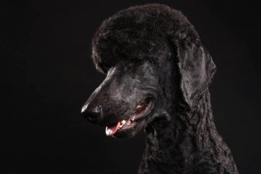 siyah bir arka plan üzerinde izole edilmiş siyah bir kaniş büyük portresi