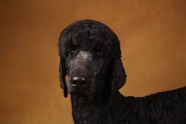 kahverengi arka plan üzerinde siyah bir kaniş büyük portresi