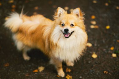 Güzel pomeranian spitz turuncu renk. Sonbahar sezonunda parkta ülke yolda Nice dostu köpek evcil hayvan.