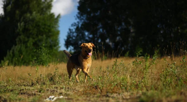Retrato perro mestizo feliz paseando en el campo verde soleado. Fondo verde hierba y árboles —  Fotos de Stock