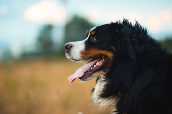 Vue latérale du chien de montagne bernais marchant en plein air — Photo