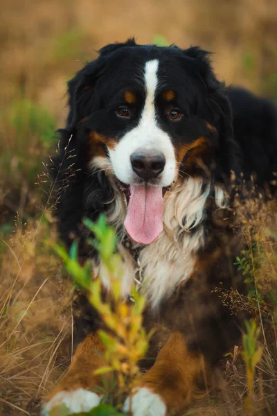 Vooraanzicht bij Berner Mountain Dog Walking outdoor — Stockfoto