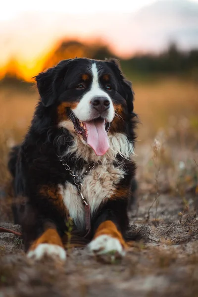 Vista frontale al cane di montagna bernese che cammina all'aperto — Foto Stock