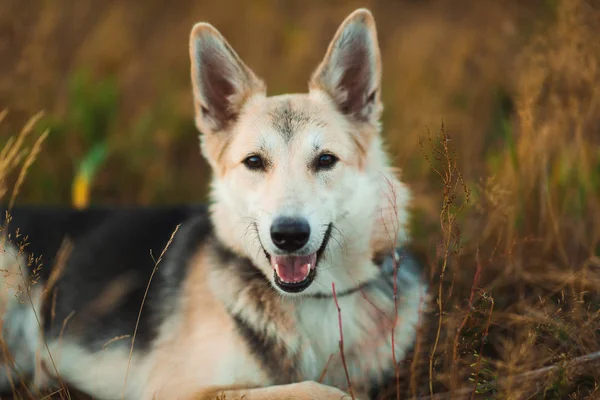 Porträt glücklicher Schäferhund beim Gassigehen auf sonniger, grüner Wiese. grünes Gras und Bäume Hintergrund — Stockfoto