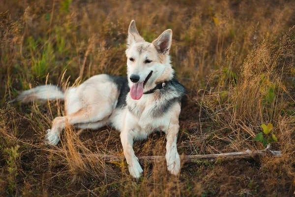 日当たりの良い緑のフィールド上の散歩でポートレート幸せな羊飼いの犬。緑の草や木の背景 — ストック写真