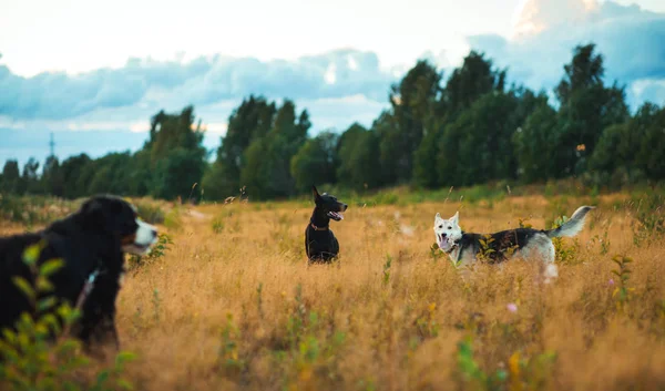 Dos perros husky y pastor bernés caminando en un campo —  Fotos de Stock