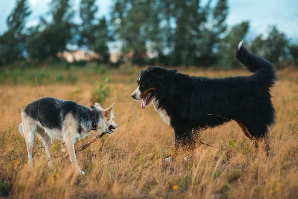 Two dogs husky and bernese shepherd walking on a field — Stock Photo, Image