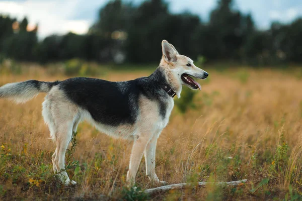 Portrait happy mongrel dog walking on sunny green field. Green grass and trees background — Stock Photo, Image