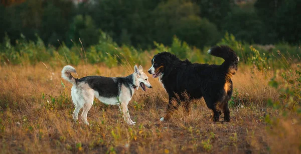 İki köpek husky ve bernese çoban bir alanda yürüyüş — Stok fotoğraf