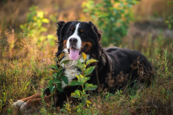 Sarı alanda ve mavi gökyüzünde Bernese dağ köpeği. — Stok fotoğraf