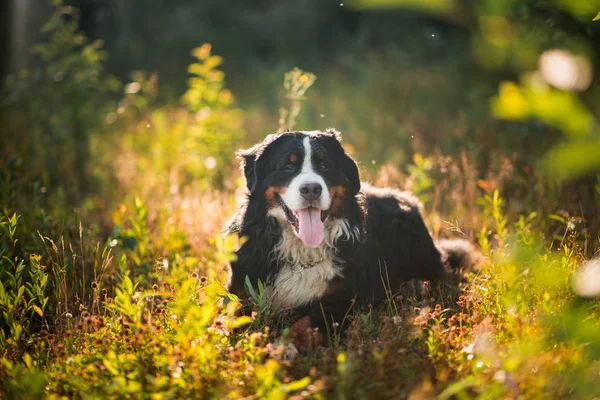 Bernese cão de montanha no campo amarelo — Fotografia de Stock