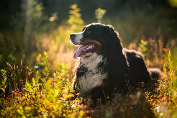 Bernese cão de montanha no campo amarelo — Fotografia de Stock