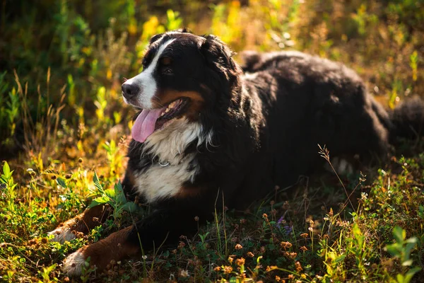 Berner Sennenhund im gelben Feld — Stockfoto