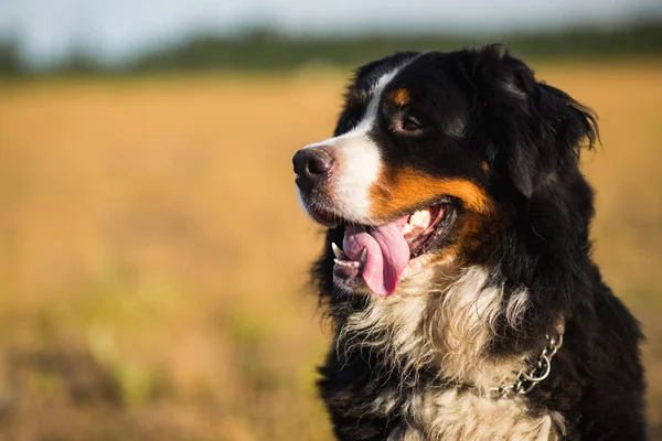 Berner Sennenhond in het gele veld en de blauwe hemel. — Stockfoto