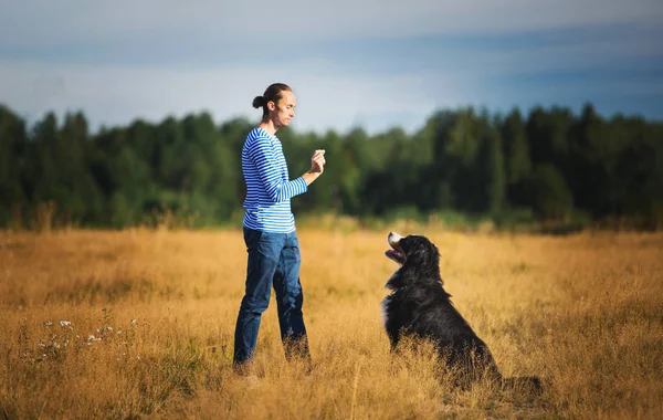 Young man walking with Bernese Mountain Dog on the summer field — 스톡 사진