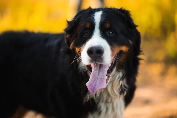 Berner Sennenhund im gelben Feld und blauem Himmel. — Stockfoto