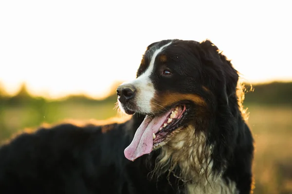 Sarı alanda ve mavi gökyüzünde Bernese dağ köpeği. — Stok fotoğraf