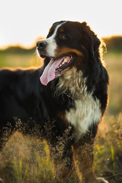 Bernese cão de montanha no campo amarelo e céu azul . — Fotografia de Stock