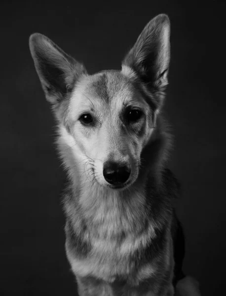 Chien bâtard gris et blanc assis en studio sur un terrain noir brun et regardant la caméra — Photo