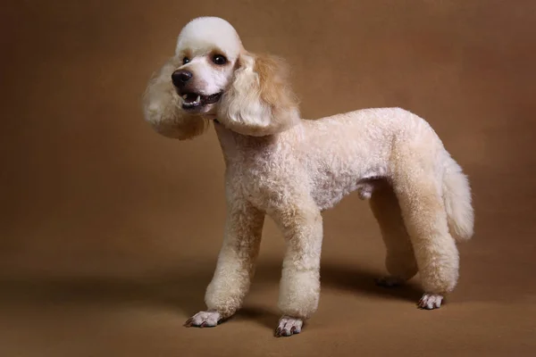 Estúdio tiro de cão poodle miniatura no fundo marrom — Fotografia de Stock