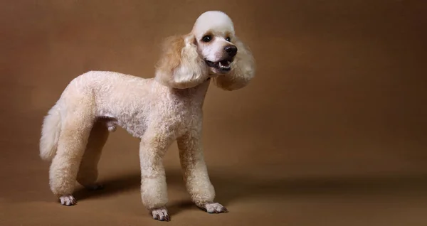 Studio shot van miniatuur poedel hond op bruine achtergrond — Stockfoto