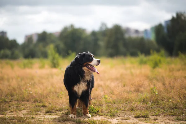 Berner Sennenhund im gelben Feld — Stockfoto