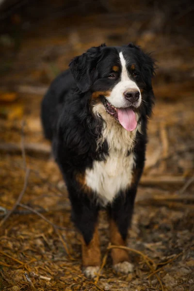 Бернская горная собака в желтом поле — стоковое фото