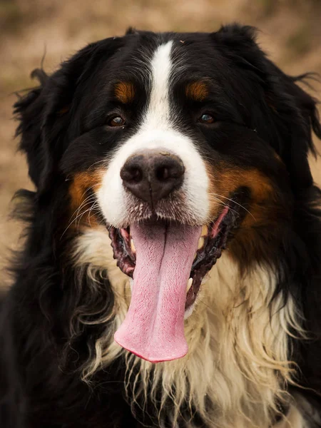 Cane di montagna bernese nel campo giallo — Foto Stock