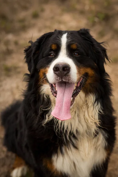 Cane di montagna bernese nel campo giallo — Foto Stock