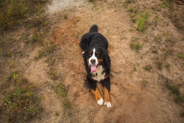 Бернская горная собака на летнем лугу — стоковое фото