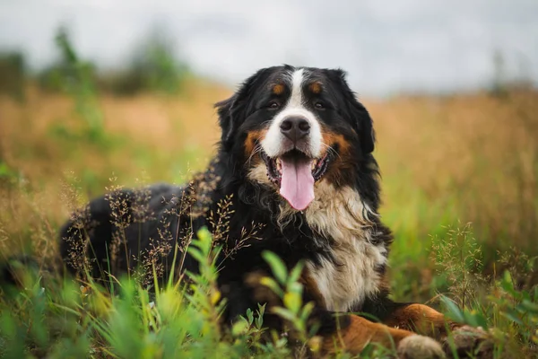 Berner Sennenhund auf der Sommerwiese — Stockfoto