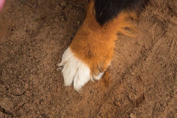 Primer plano de patas de perro, Bernese Mountain Dog  . — Foto de Stock