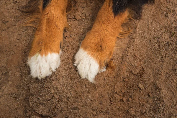 Primer plano de patas de perro, Bernese Mountain Dog  . —  Fotos de Stock