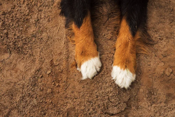 Primer plano de patas de perro, Bernese Mountain Dog  . —  Fotos de Stock