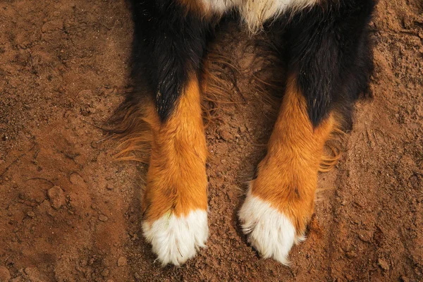 Primer plano de patas de perro, Bernese Mountain Dog  . — Foto de Stock