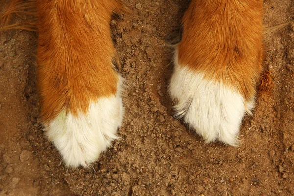 Close up of dog paws, Bernese Mountain Dog .