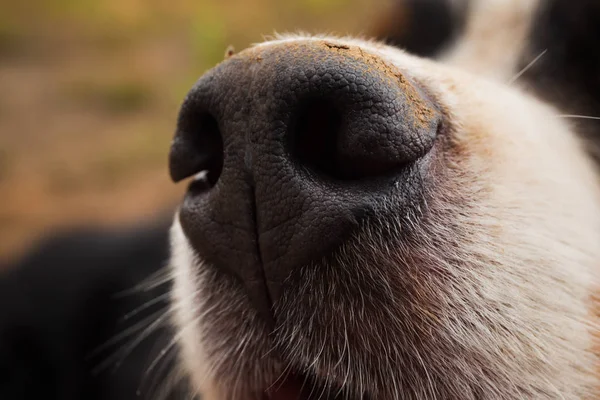 Close up of dog nose, Bernese Mountain Dog .