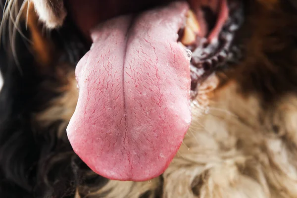 Close up of dog face, Bernese Mountain Dog .