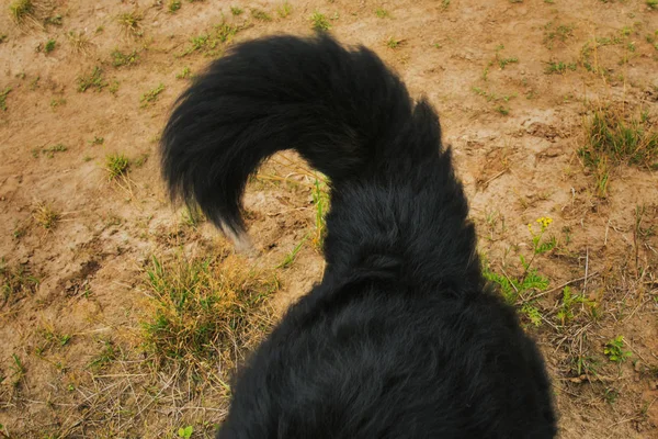 Close up of dog tail, Bernese Mountain Dog . — Stock Photo, Image