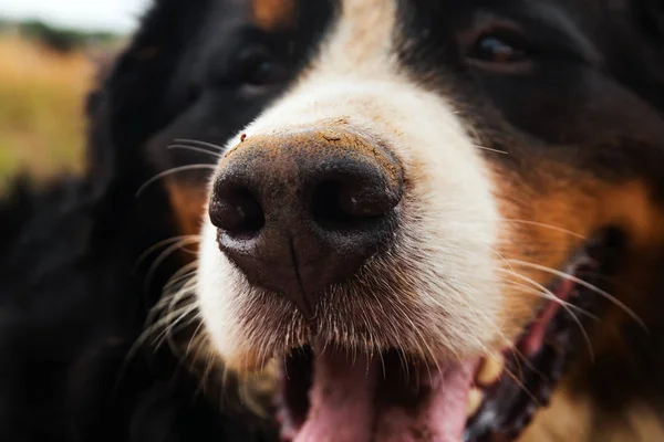 Primo piano del naso di cane, Bernese Mountain Dog  . — Foto Stock