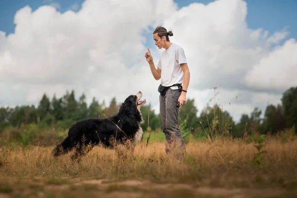 Молодой человек гуляет с Бернским горным псом по летнему полю — стоковое фото