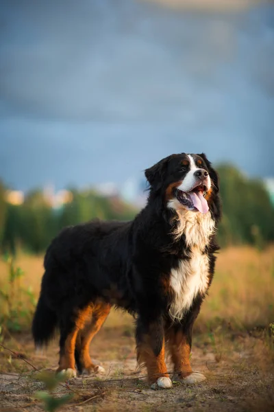 Ο σκύλος της Βέρνης σε μια βόλτα στο κίτρινο χωράφι — Φωτογραφία Αρχείου