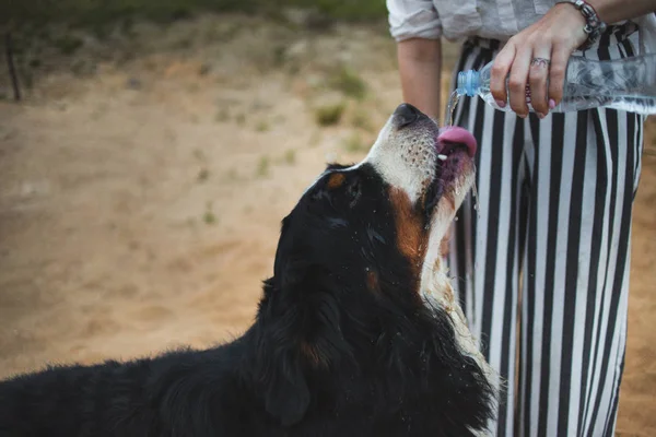 Vista lateral uma t bernese montanha cão beber água — Fotografia de Stock