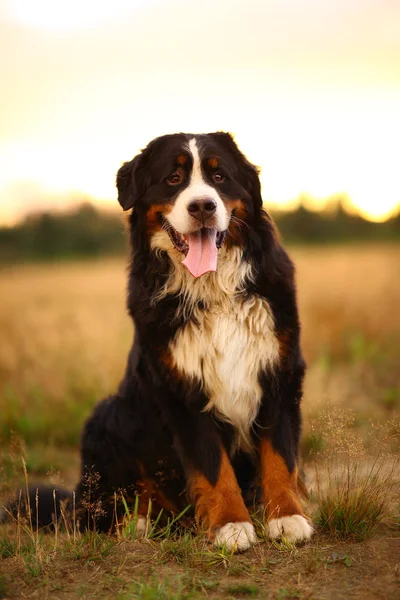 Berner Sennenhund auf Gassi im gelben Feld — Stockfoto