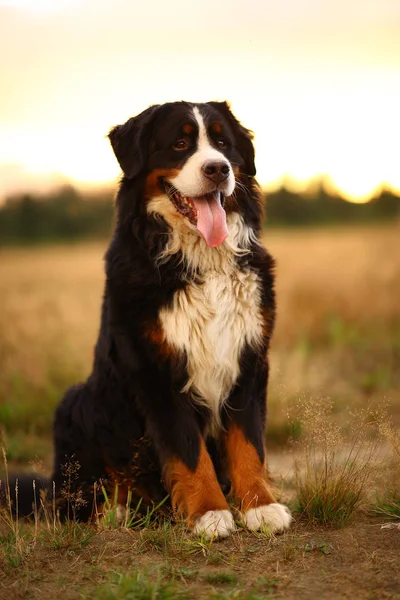 黄色い野原を散歩するベルン山の犬 — ストック写真