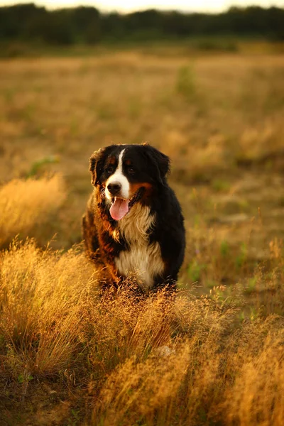 Bernese cão de montanha em um passeio no campo amarelo — Fotografia de Stock