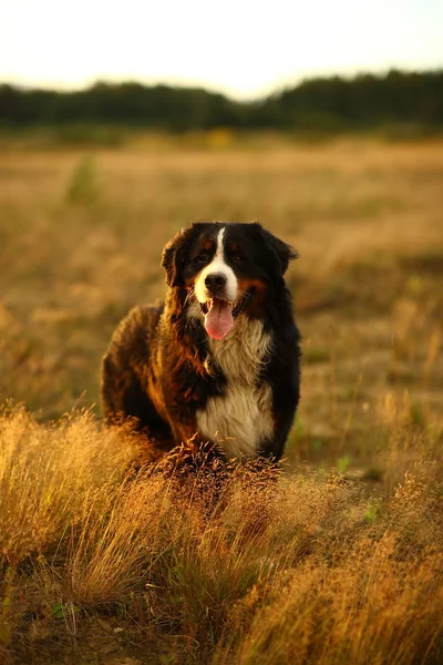 Бернська гірська собачка на прогулянці в жовтому полі — стокове фото